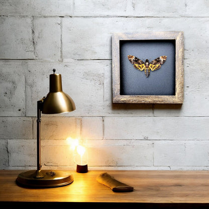 Real Death Head Moth - Handcrafted Gothic Decorative Frame, Unique Halloween Taxidermy Gift (in US)