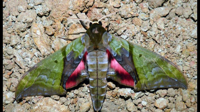 Callambulyx rubricosa – Pink and Green Hawkmoth | wings closed (unspread) Display| Dried Taxidermy Specimen for Art, Science, Collection, Oddities Display