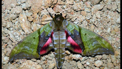 Callambulyx rubricosa – Pink and Green Hawkmoth | wings closed (unspread) Display| Dried Taxidermy Specimen for Art, Science, Collection, Oddities Display