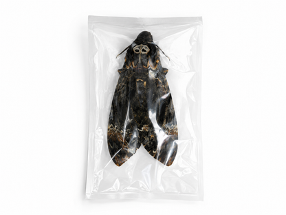 Pack of 50 Death Head Moth Closed Wings | Acherontia lachesis Specimen | Gothic Insect Display