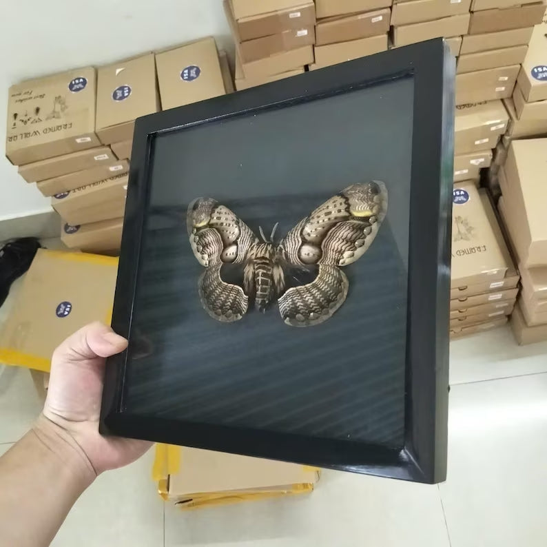 Vietnam Owl Moth Frame - Unique Handmade Insect Decor Gift for Friends (in US)