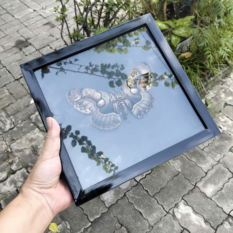 Vietnam Owl Moth Frame - Unique Handmade Insect Decor Gift for Friends (in US)