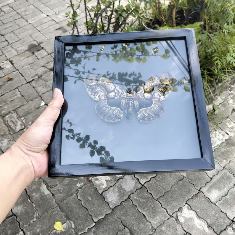 Vietnam Owl Moth Frame - Unique Handmade Insect Decor Gift for Friends (in US)