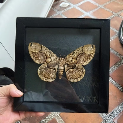 Vietnam Owl Moth Frame - Unique Handmade Insect Decor Gift for Friends (in US)