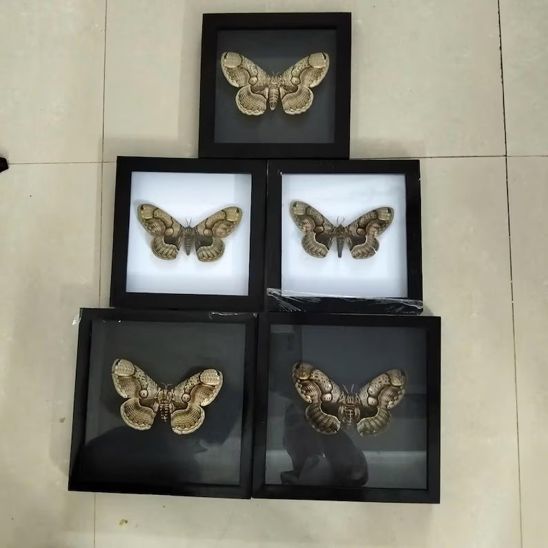 Vietnam Owl Moth Frame - Unique Handmade Insect Decor Gift for Friends (in US)