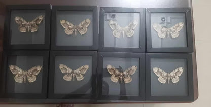 Vietnam Owl Moth Frame - Unique Handmade Insect Decor Gift for Friends (in US)