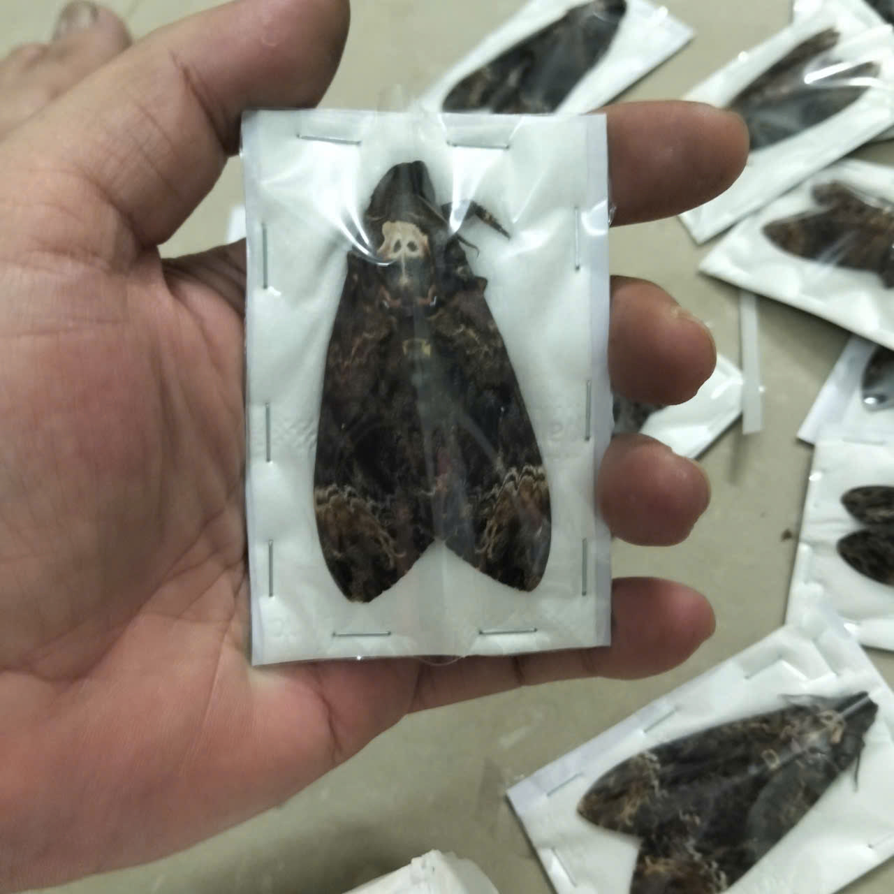 Death Head Moth Specimen - Vietnam Moth Taxidermy, Dried Insect Pack of 2 (1 Male, 1 Female) (in US)