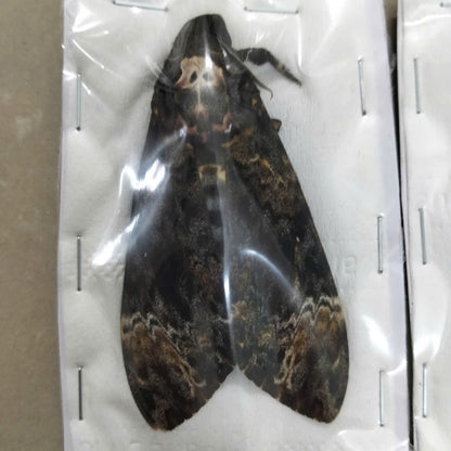 Death Head Moth Specimen - Vietnam Moth Taxidermy, Dried Insect Pack of 2 (1 Male, 1 Female) (in US)