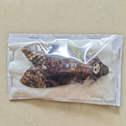 Death Head Moth Specimen - Vietnam Moth Taxidermy, Dried Insect Pack of 2 (1 Male, 1 Female) (in US)