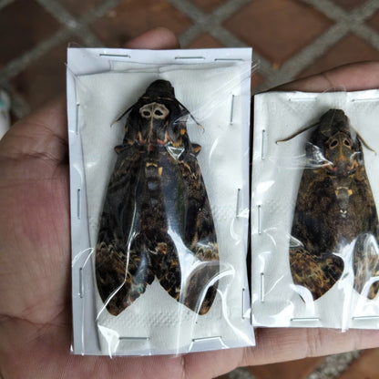 Death Head Moth Specimen - Vietnam Moth Taxidermy, Closed-Wing Dried Insect Pack (1 Males, 1 Females) (Shop from US Warehouse)
