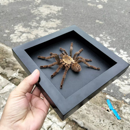 Vietnam Tarantula Frame - Gothic Wall Decor, Handmade Unique Insect Display of Artistic Taxidermy (in US)
