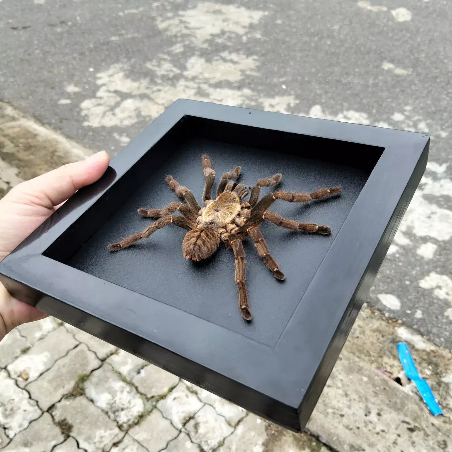 Vietnam Tarantula Frame - Gothic Wall Decor, Handmade Unique Insect Display of Artistic Taxidermy (in US)