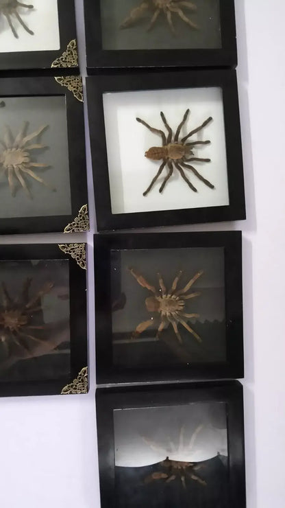 Vietnam Tarantula Frame - Gothic Wall Decor, Handmade Unique Insect Display of Artistic Taxidermy (in US)