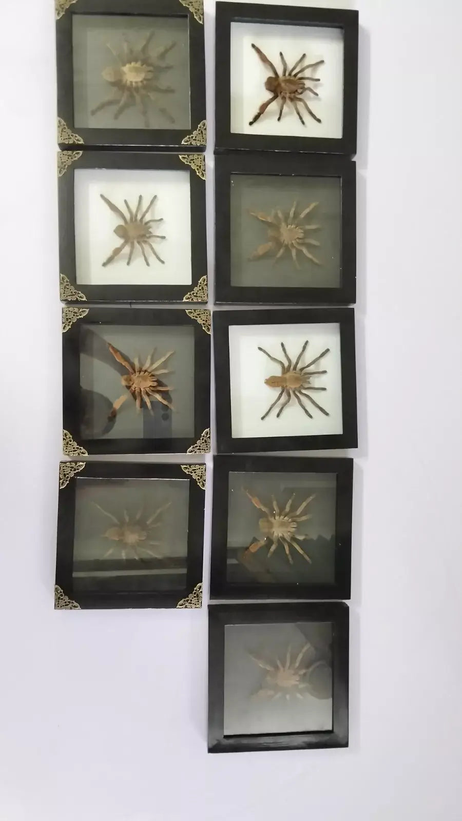 Vietnam Tarantula Frame - Gothic Wall Decor, Handmade Unique Insect Display of Artistic Taxidermy (in US)