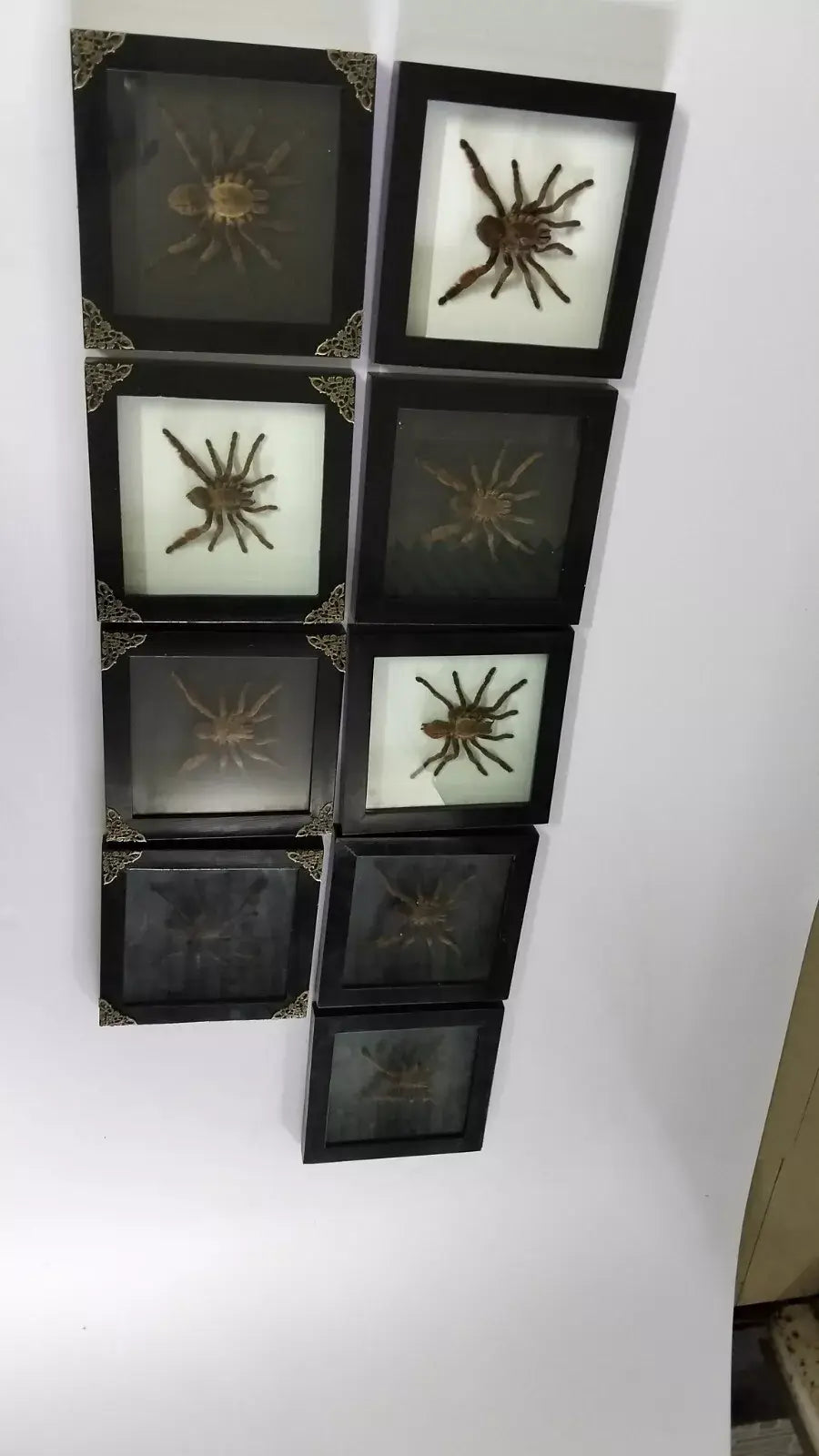Vietnam Tarantula Frame - Gothic Wall Decor, Handmade Unique Insect Display of Artistic Taxidermy (in US)