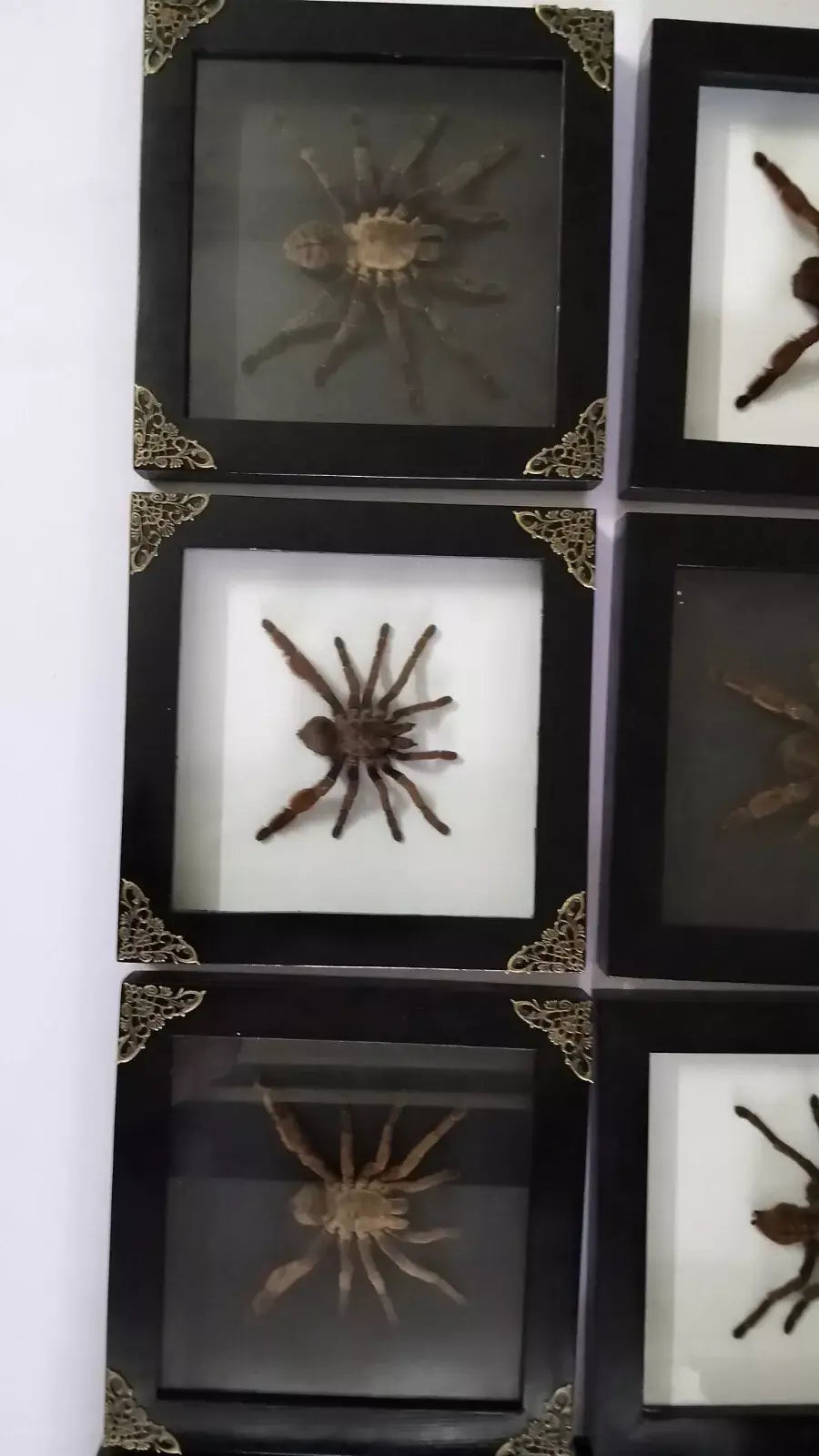 Vietnam Tarantula Frame - Gothic Wall Decor, Handmade Unique Insect Display of Artistic Taxidermy (in US)