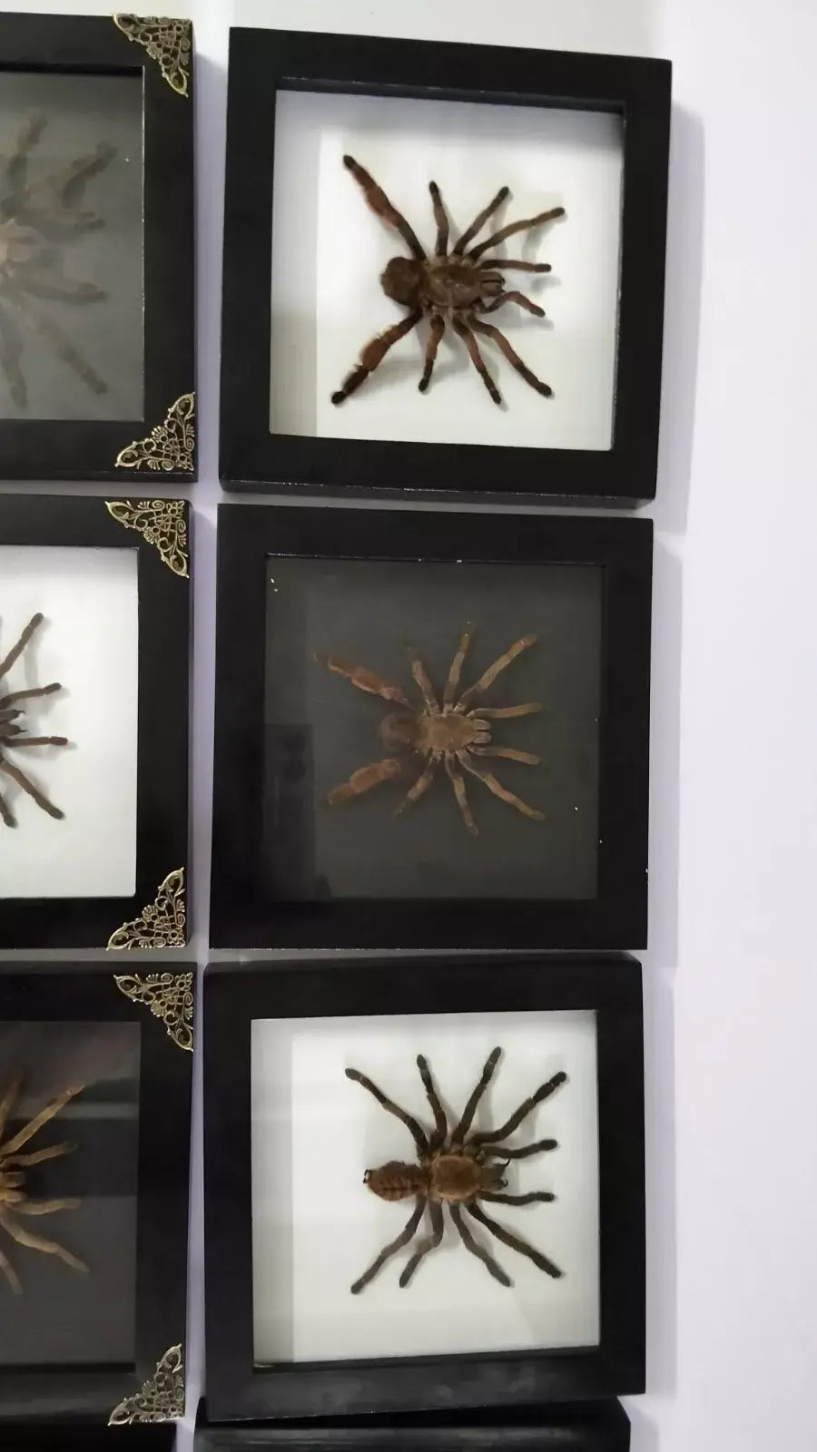 Vietnam Tarantula Frame - Gothic Wall Decor, Handmade Unique Insect Display of Artistic Taxidermy (in US)