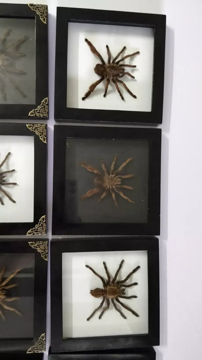 Vietnam Tarantula Frame - Gothic Wall Decor, Handmade Unique Insect Display of Artistic Taxidermy (in US)