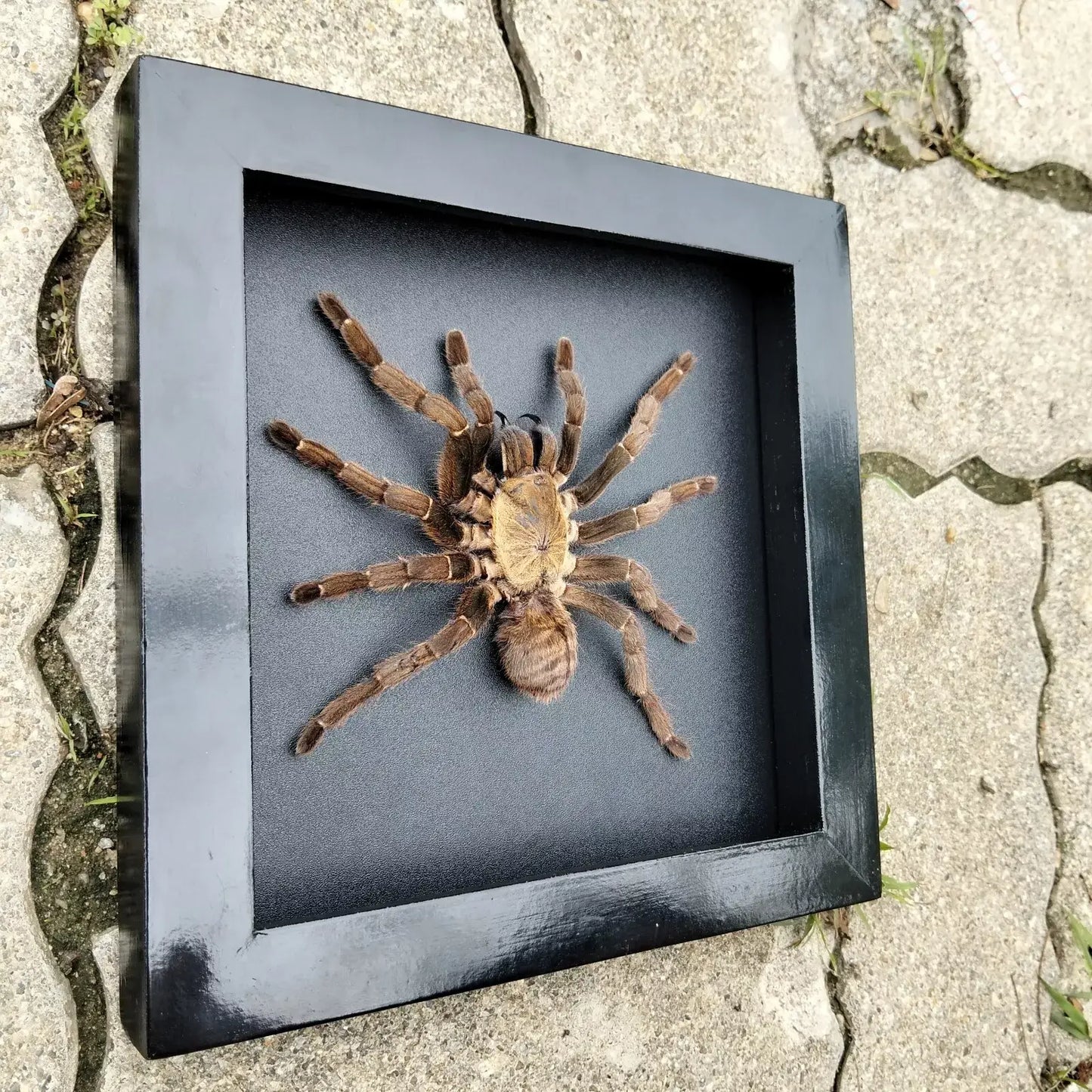 Vietnam Tarantula Frame - Gothic Wall Decor, Handmade Unique Insect Display of Artistic Taxidermy (in US)