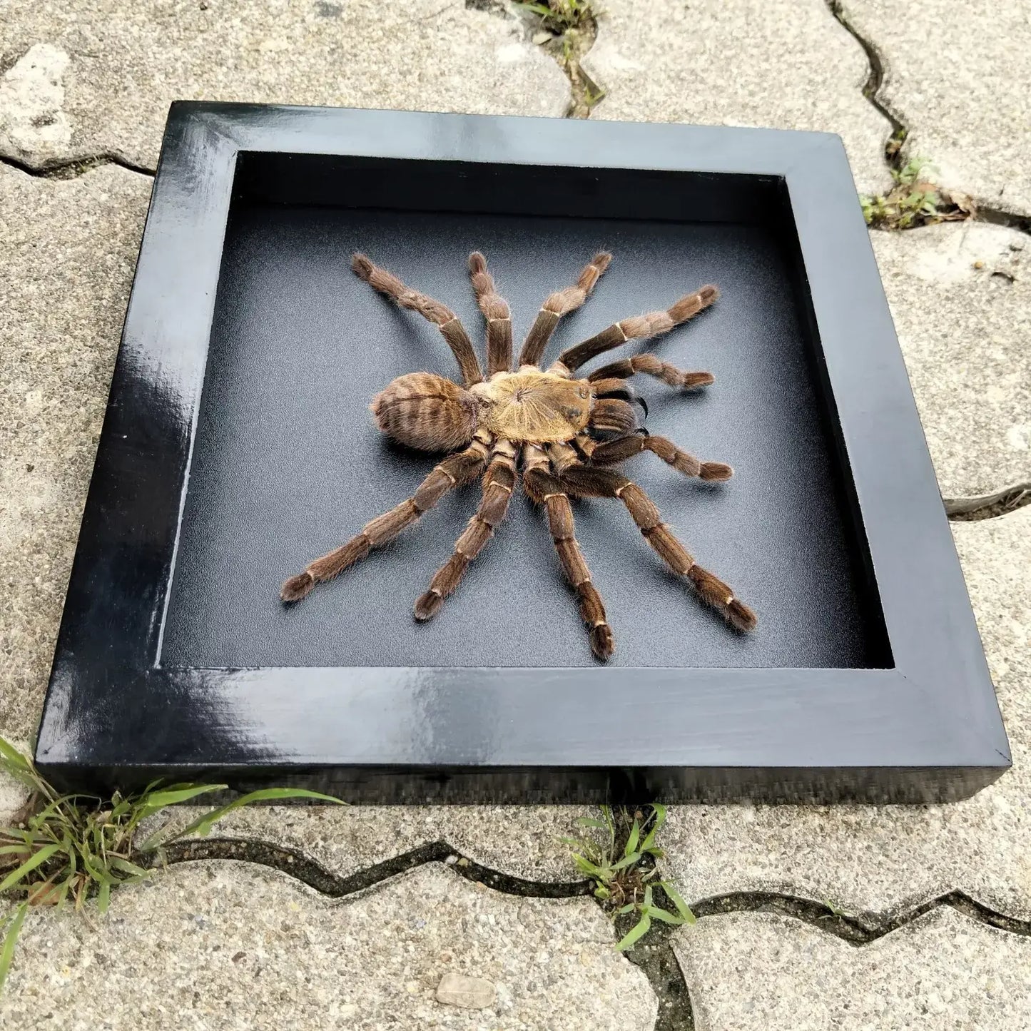 Vietnam Tarantula Frame - Gothic Wall Decor, Handmade Unique Insect Display of Artistic Taxidermy (in US)
