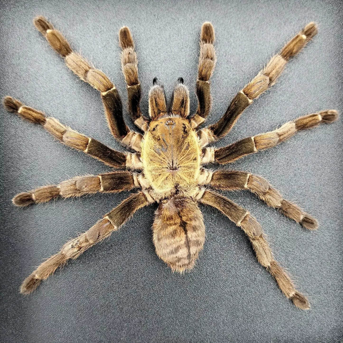 Vietnam Tarantula Frame - Gothic Wall Decor, Handmade Unique Insect Display of Artistic Taxidermy (in US)