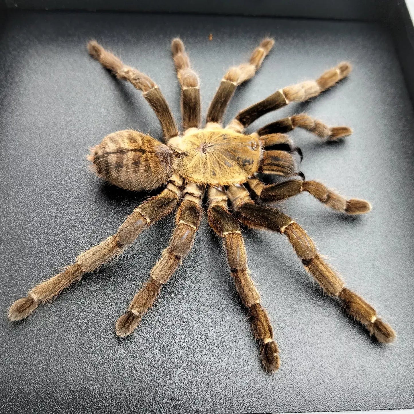 Vietnam Tarantula Frame - Gothic Wall Decor, Handmade Unique Insect Display of Artistic Taxidermy (in US)