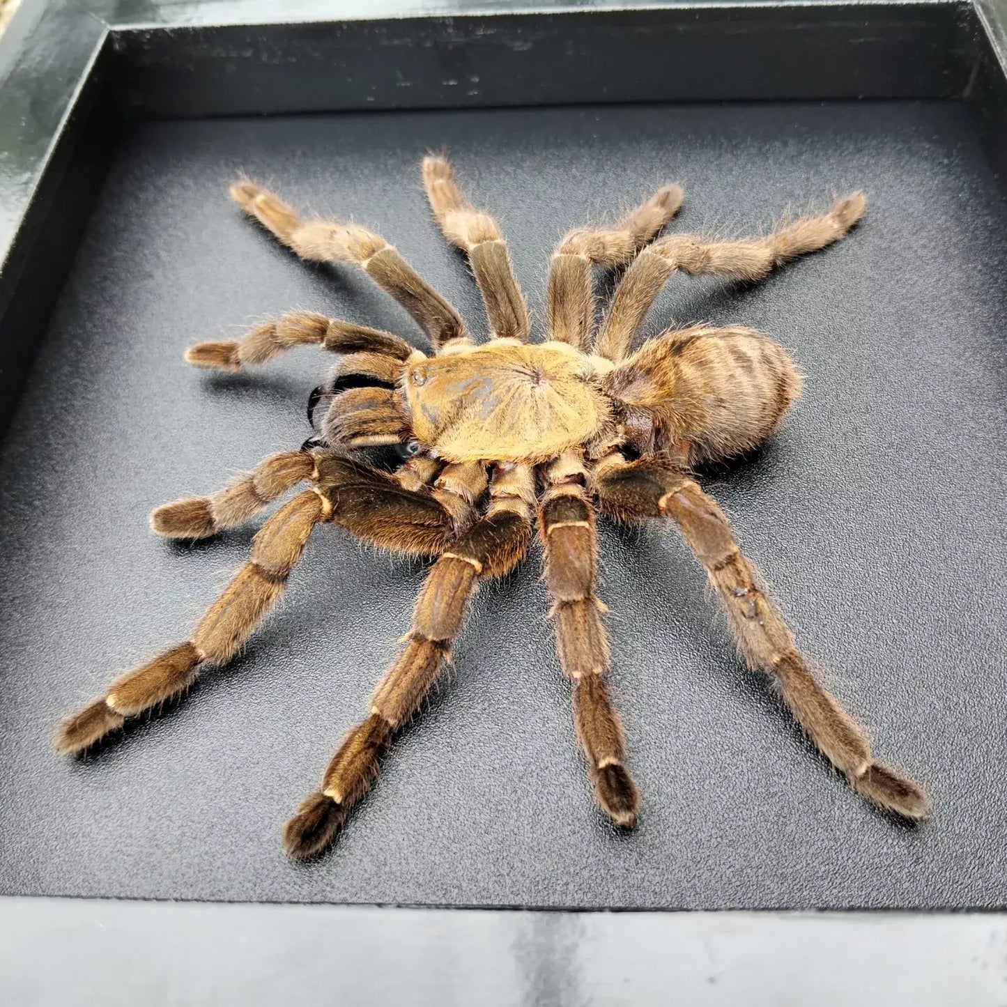 Vietnam Tarantula Frame - Gothic Wall Decor, Handmade Unique Insect Display of Artistic Taxidermy (in US)