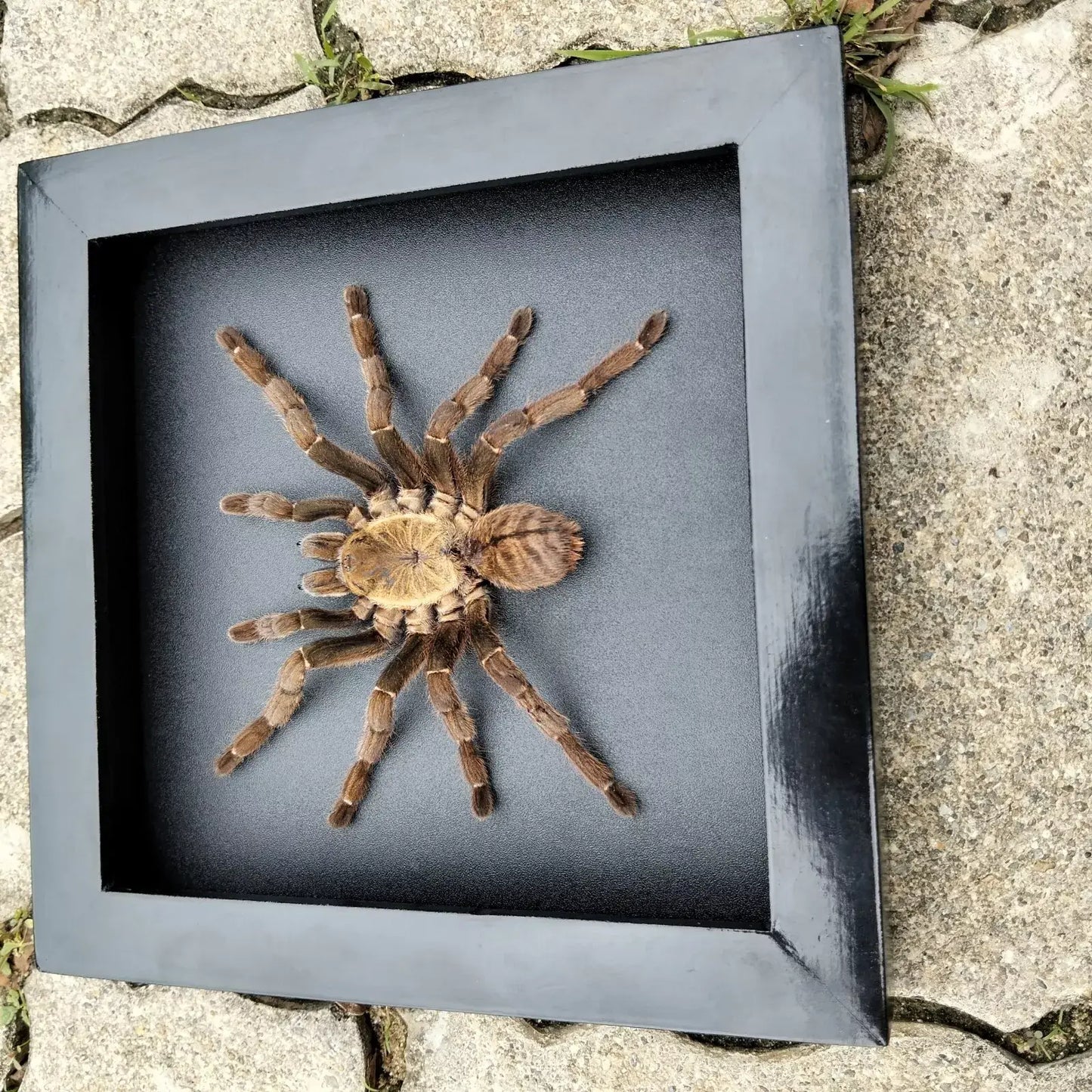 Vietnam Tarantula Frame - Gothic Wall Decor, Handmade Unique Insect Display of Artistic Taxidermy (in US)