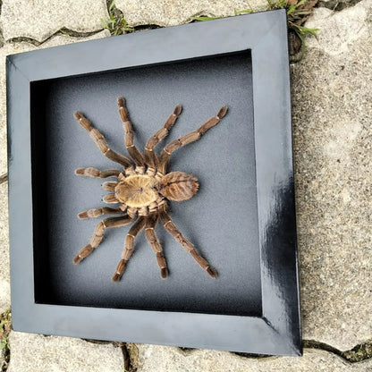 Vietnam Tarantula Frame - Gothic Wall Decor, Handmade Unique Insect Display of Artistic Taxidermy (in US)
