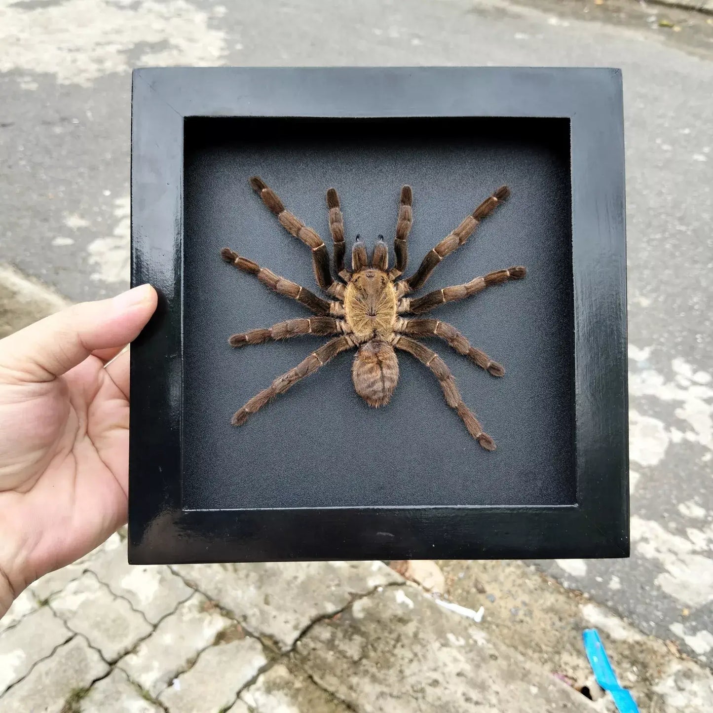 Vietnam Tarantula Frame - Gothic Wall Decor, Handmade Unique Insect Display of Artistic Taxidermy (in US)