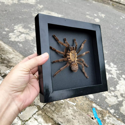 Vietnam Tarantula Frame - Gothic Wall Decor, Handmade Unique Insect Display of Artistic Taxidermy (in US)