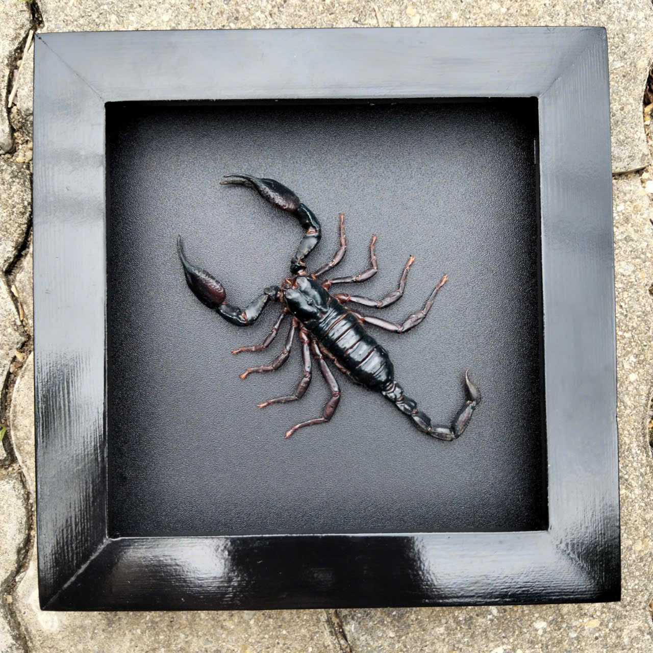 Real Scorpion Frame - Mysterious Insect Decor for Halloween Gothic Shadow Box, Unique Gift for Friend (in US)