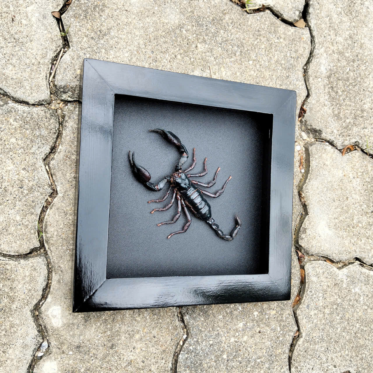 Real Scorpion Frame - Mysterious Insect Decor for Halloween Gothic Shadow Box, Unique Gift for Friend (in US)