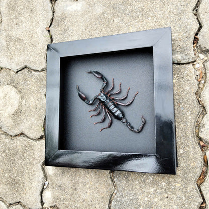 Real Scorpion Frame - Mysterious Insect Decor for Halloween Gothic Shadow Box, Unique Gift for Friend (in US)