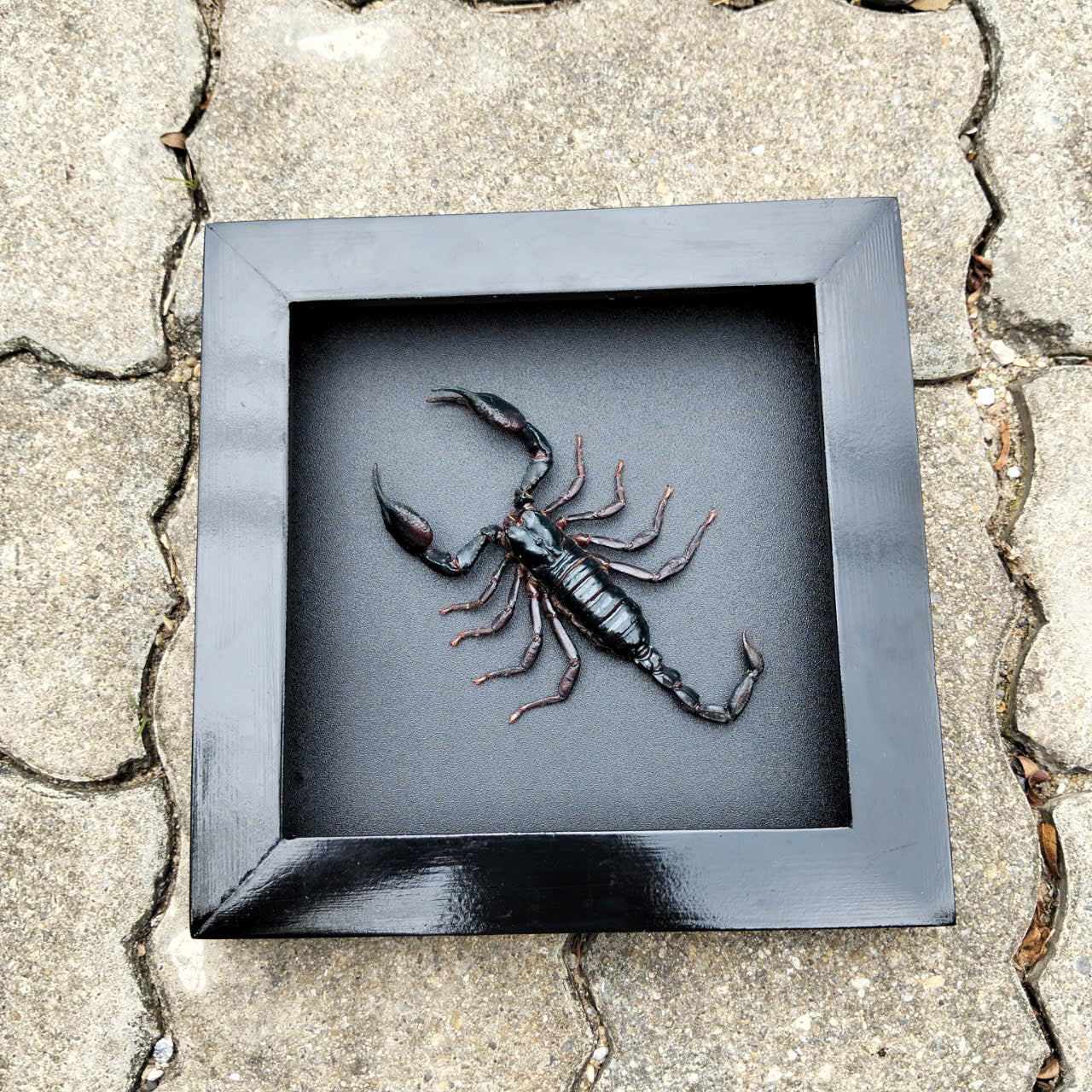 Real Scorpion Frame - Mysterious Insect Decor for Halloween Gothic Shadow Box, Unique Gift for Friend (in US)