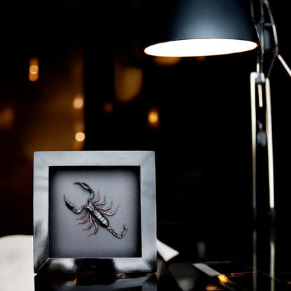 Real Scorpion Frame - Mysterious Insect Decor for Halloween Gothic Shadow Box, Unique Gift for Friend (in US)