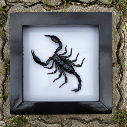 Real Black Scorpion Frame - Taxidermy Spooky Insect Art for Halloween Home Decor, Unique Gift (in US)