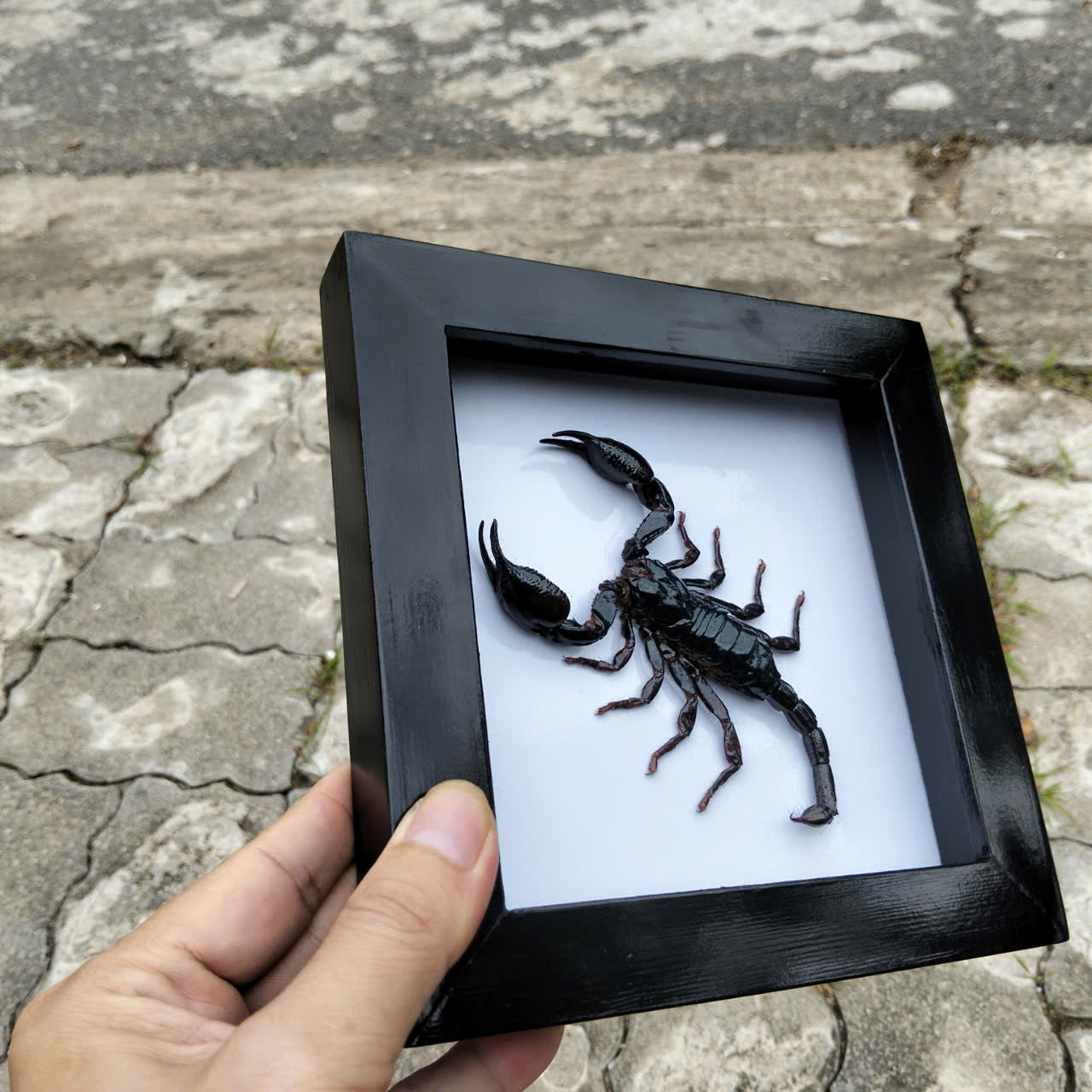 Real Black Scorpion Frame - Taxidermy Spooky Insect Art for Halloween Home Decor, Unique Gift (in US)