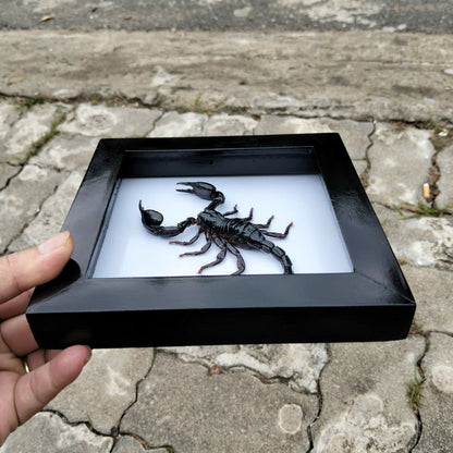 Real Black Scorpion Frame - Taxidermy Spooky Insect Art for Halloween Home Decor, Unique Gift (in US)