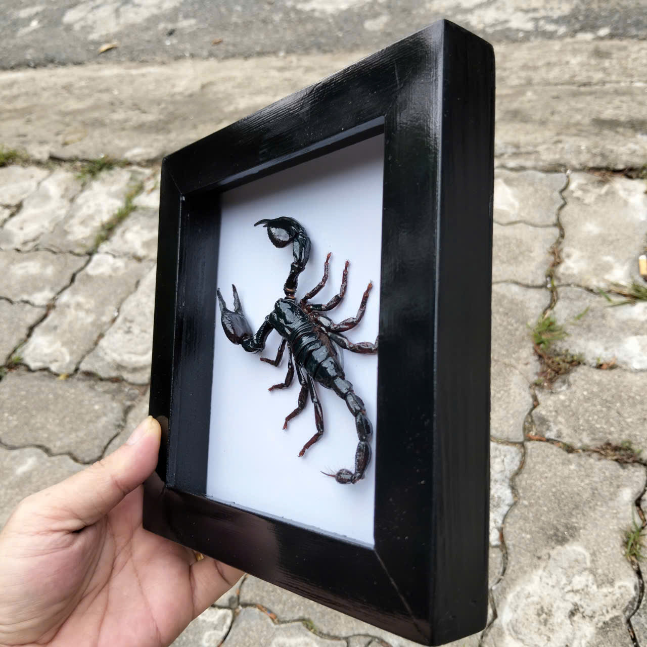 Real Black Scorpion Frame - Taxidermy Spooky Insect Art for Halloween Home Decor, Unique Gift (in US)