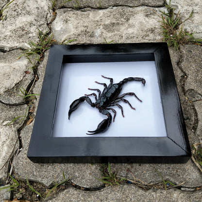 Real Black Scorpion Frame - Taxidermy Spooky Insect Art for Halloween Home Decor, Unique Gift (in US)