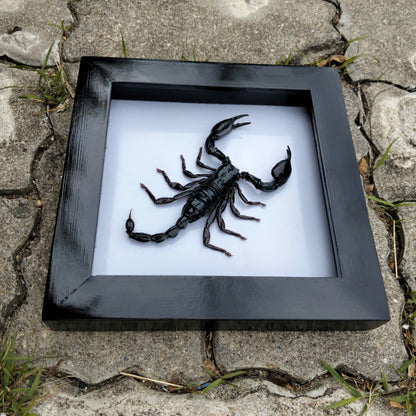 Real Black Scorpion Frame - Taxidermy Spooky Insect Art for Halloween Home Decor, Unique Gift (in US)