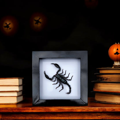 Real Black Scorpion Frame - Taxidermy Spooky Insect Art for Halloween Home Decor, Unique Gift (in US)