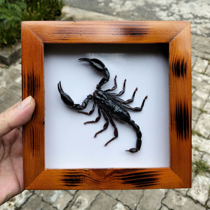 Real Vietnam Scorpion Frame - Handmade Taxidermy Insect Art for Oddity Home Decor (in US)