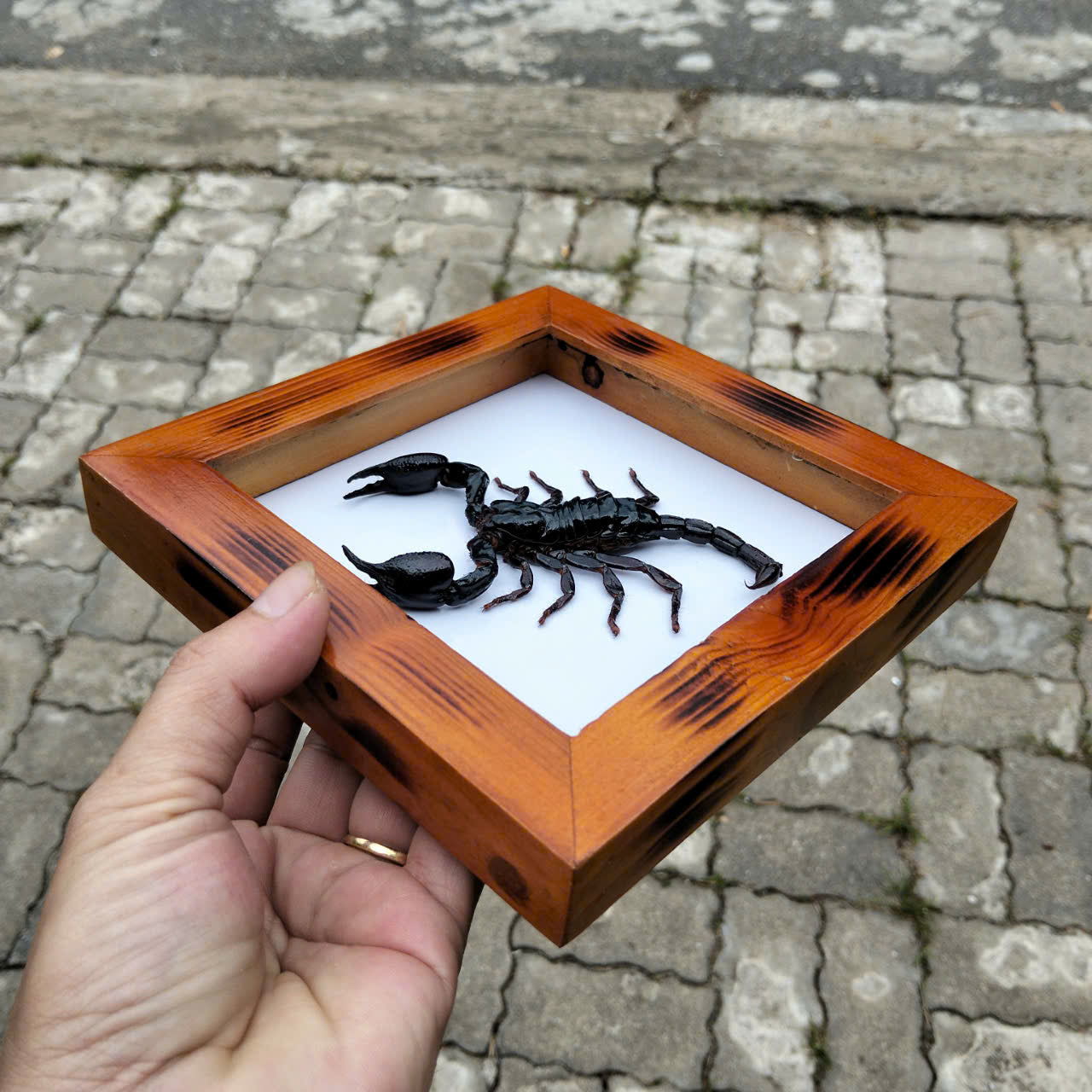 Real Vietnam Scorpion Frame - Handmade Taxidermy Insect Art for Oddity Home Decor (in US)