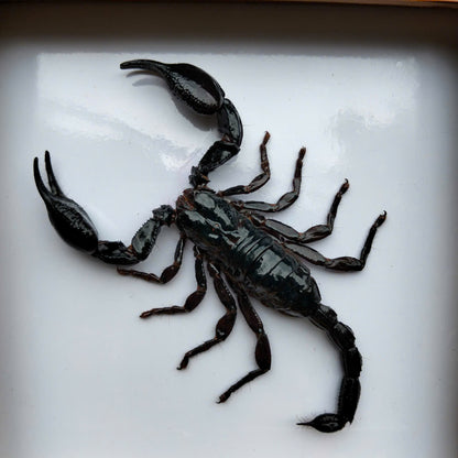 Real Vietnam Scorpion Frame - Handmade Taxidermy Insect Art for Oddity Home Decor (in US)