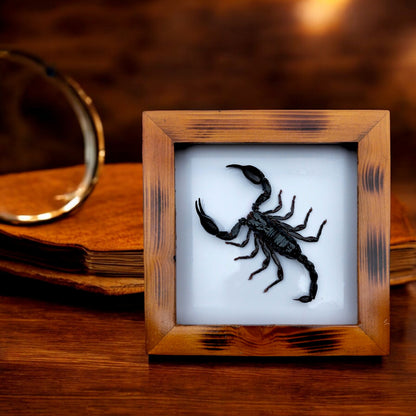 Real Vietnam Scorpion Frame - Handmade Taxidermy Insect Art for Oddity Home Decor (in US)