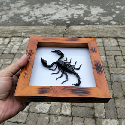 Real Vietnam Scorpion Frame - Handmade Taxidermy Insect Art for Oddity Home Decor (in US)