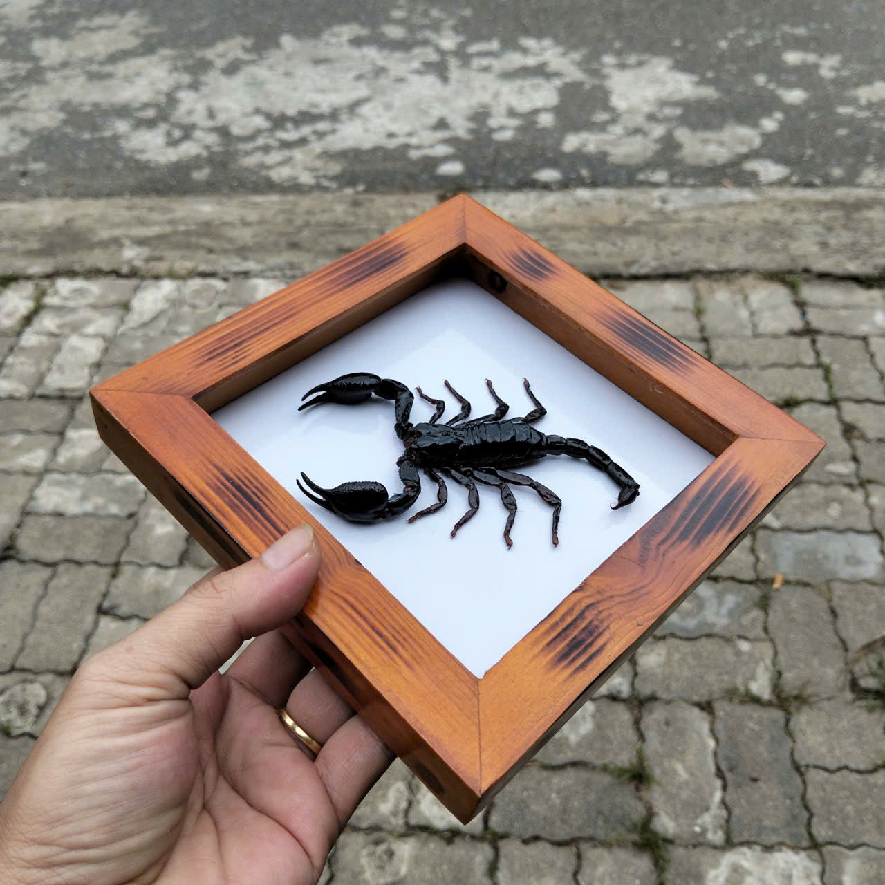 Real Vietnam Scorpion Frame - Handmade Taxidermy Insect Art for Oddity Home Decor (in US)