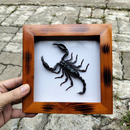 Real Vietnam Scorpion Frame - Handmade Taxidermy Insect Art for Oddity Home Decor (in US)